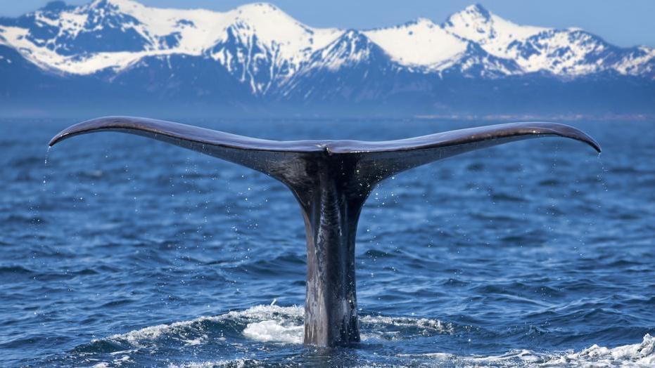 Jó hír: kék bálnák eddig ismeretlen populációját fedezték fel