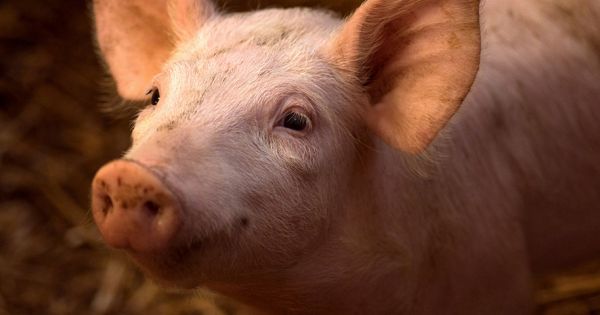 Erre még a sokat látott mentősök sem voltak felkészülve: egy disznó fogadta őket a pesti panellakásban