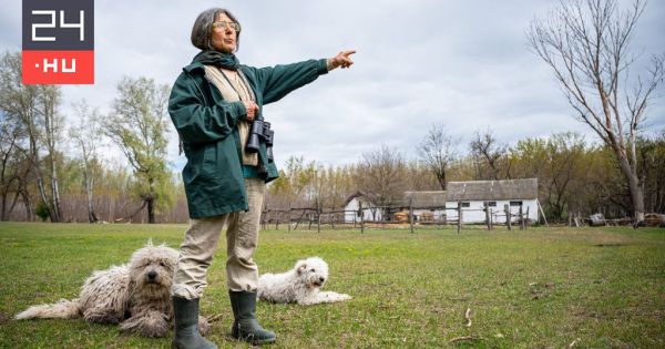 Lemészároltatott egy nyájat a járási hivatalvezető