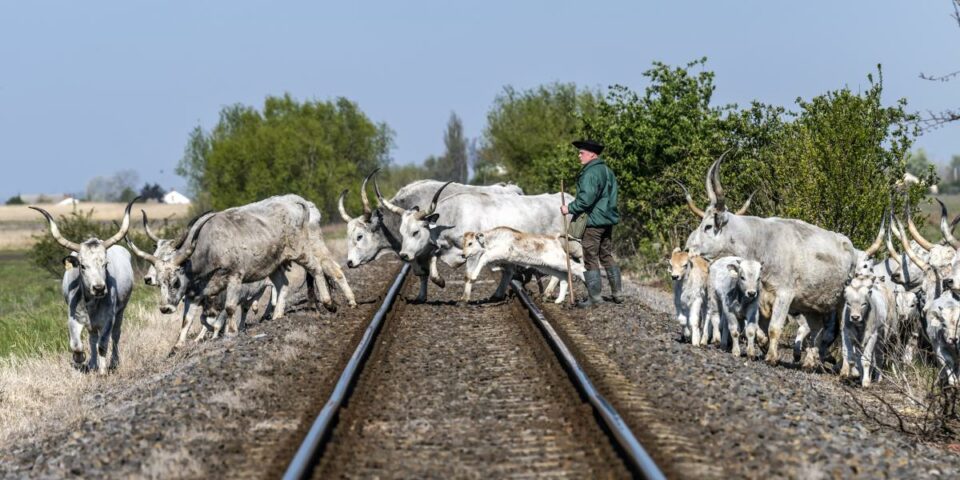 Pénz kell az Orbán-kormánynak, el akarják adni  a nemzeti parkok védett földjeit