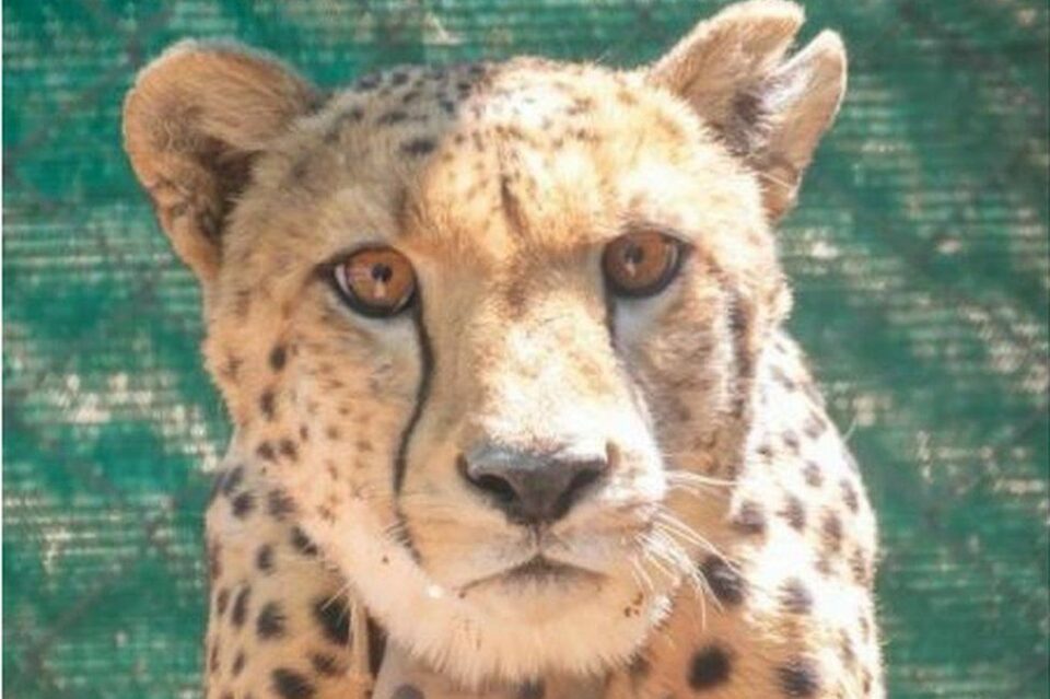 Cheetah: World’s fastest cat returns to India after 70 years