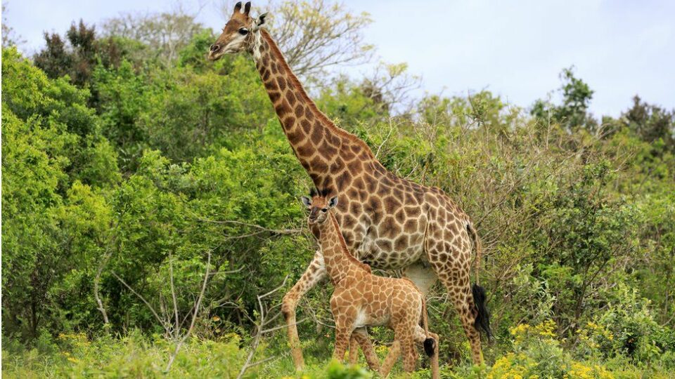 Giraffe kills toddler in South Africa game park