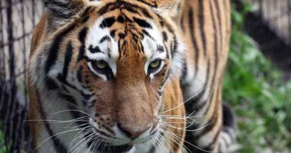 Tigris támadás Bács-Kiskun megyében: riasztották a mentőket