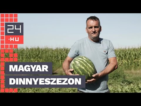 „Ha egy hetet nem veszik a dinnyét, már eladási kényszerbe kerülünk.” | 24.hu