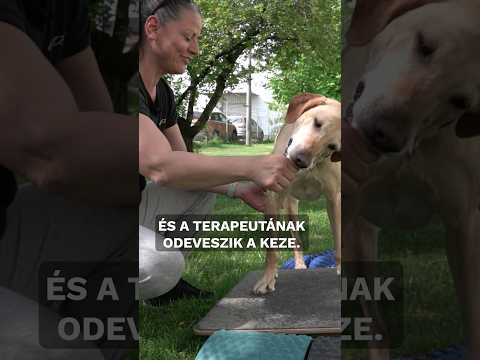 Tóth Míra kisállat fizioterapeuta #24hu #tóthmíra #fizioterápia #kisállat #kutya #24ponthu